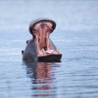 Hippo on Lake Naivasha