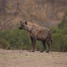 Hyena in Hells Gate NP