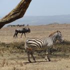 Zebra near Lake Naivasha