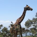 Giraffe in Lake Naivasha